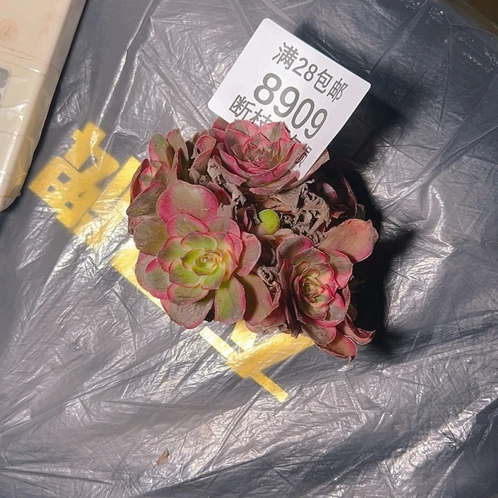 倾***_8909纳福多肉植物