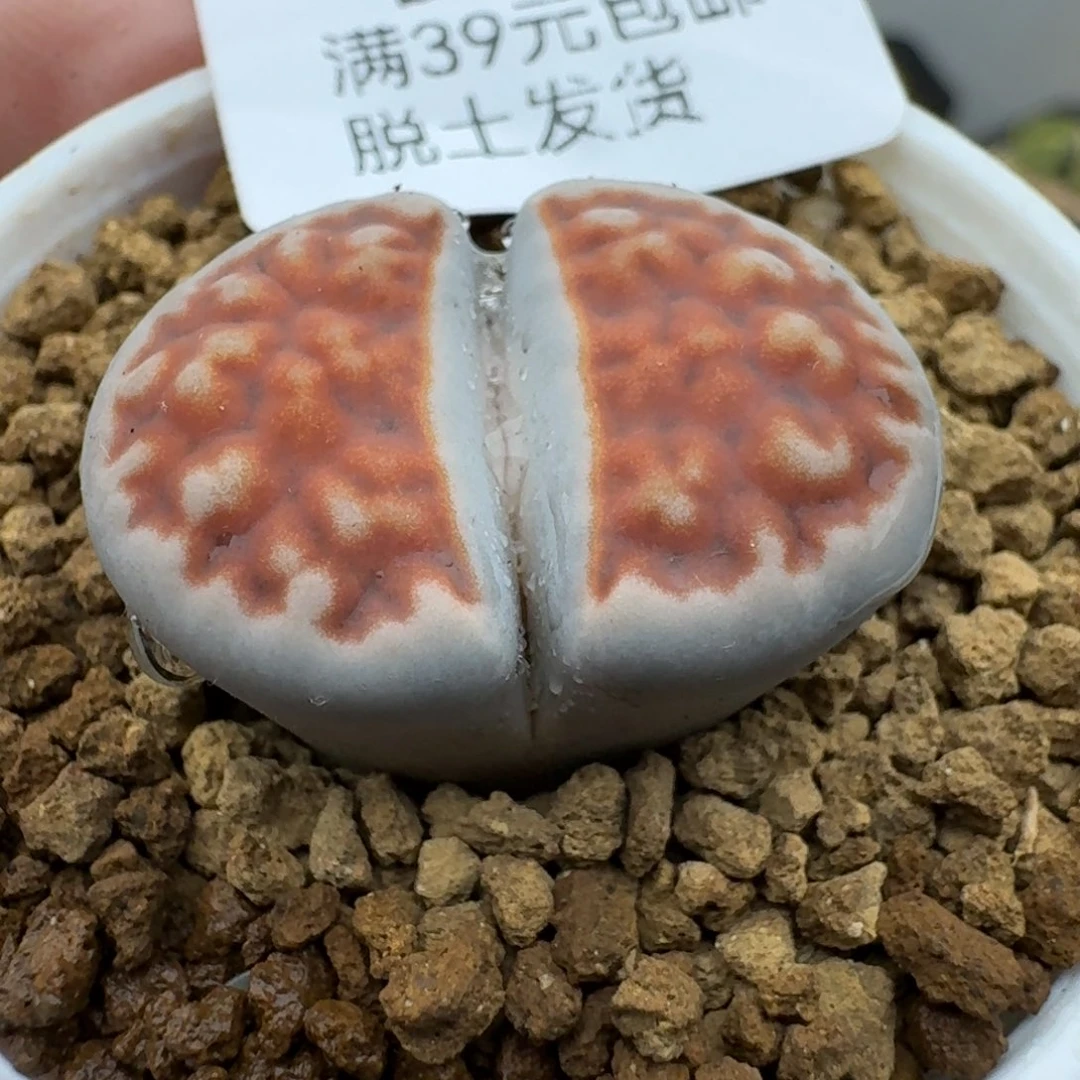 724多肉哈哈哈哈哈哈哈哈
