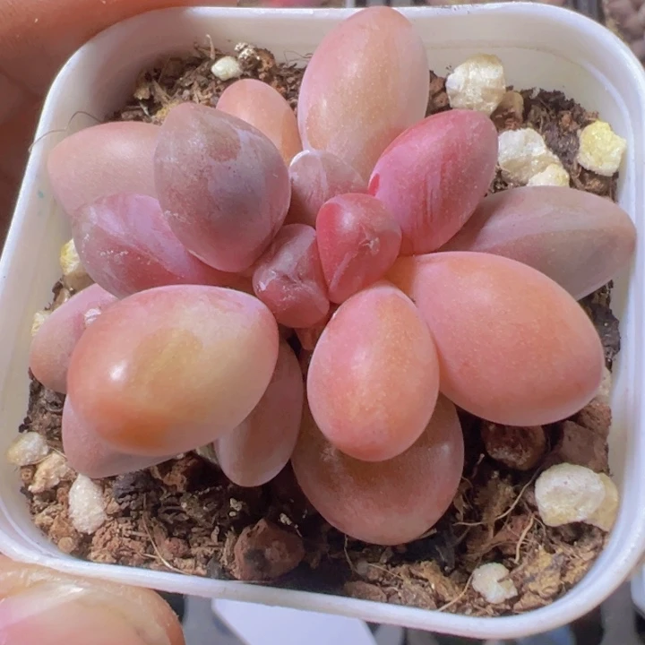 糖果美人精品多肉植物