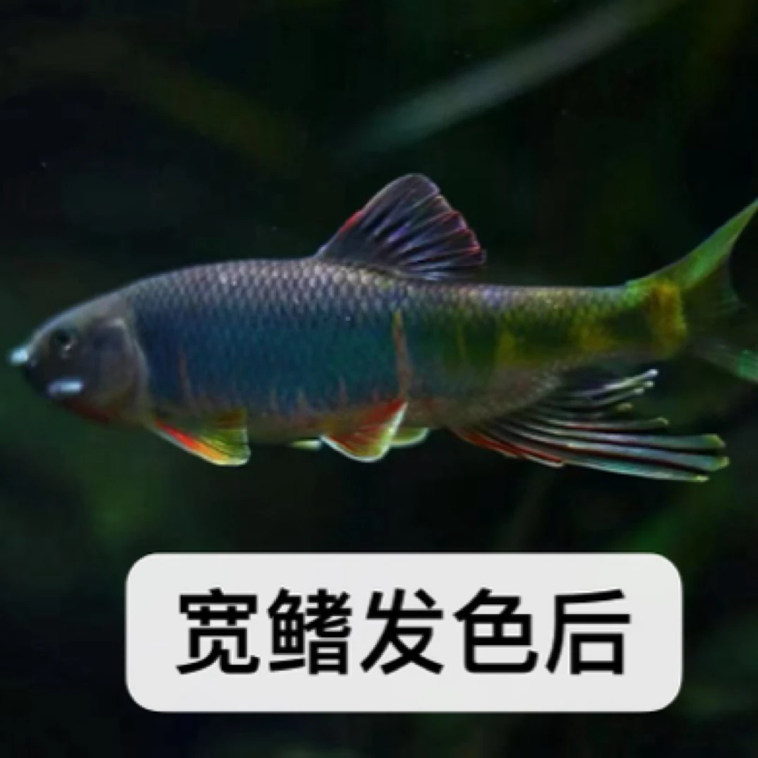 黄山南宽鳍鱲、长鳍鱲、压成和苗子 观赏鱼