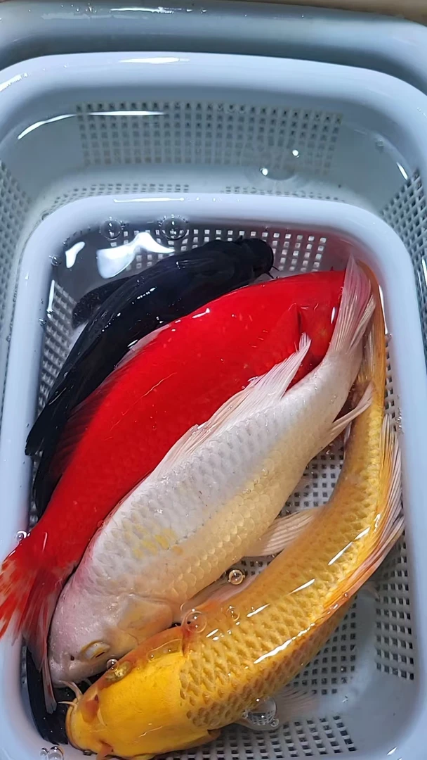 【17】18-20cm 1红草1黄1白1黑  新手好养耐活 观赏鱼