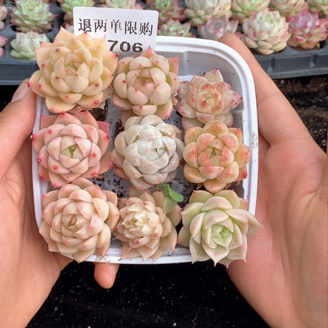 2-706 新疆西藏内蒙不发其他12.8包邮两到三公分多肉