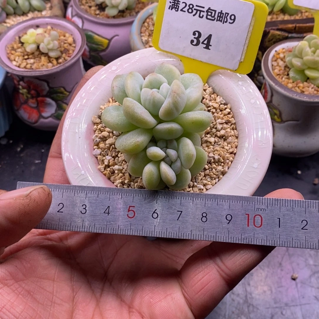 934冰玉石化缀…………