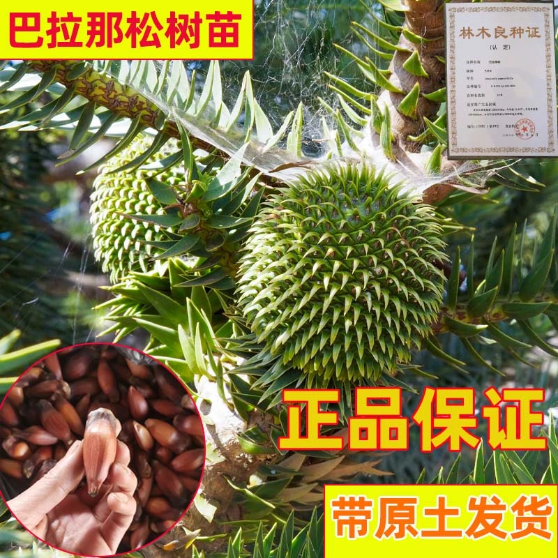 正品巴拉那松树苗云南种植基地直发巴西进口树种大拇指松子1年苗