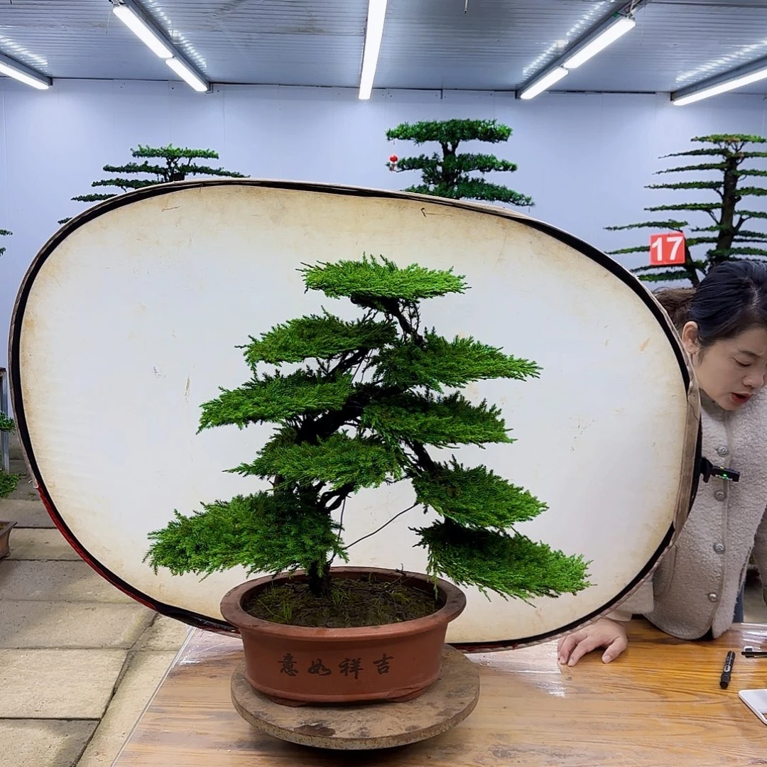 无花朵盆景直播间一物一拍
