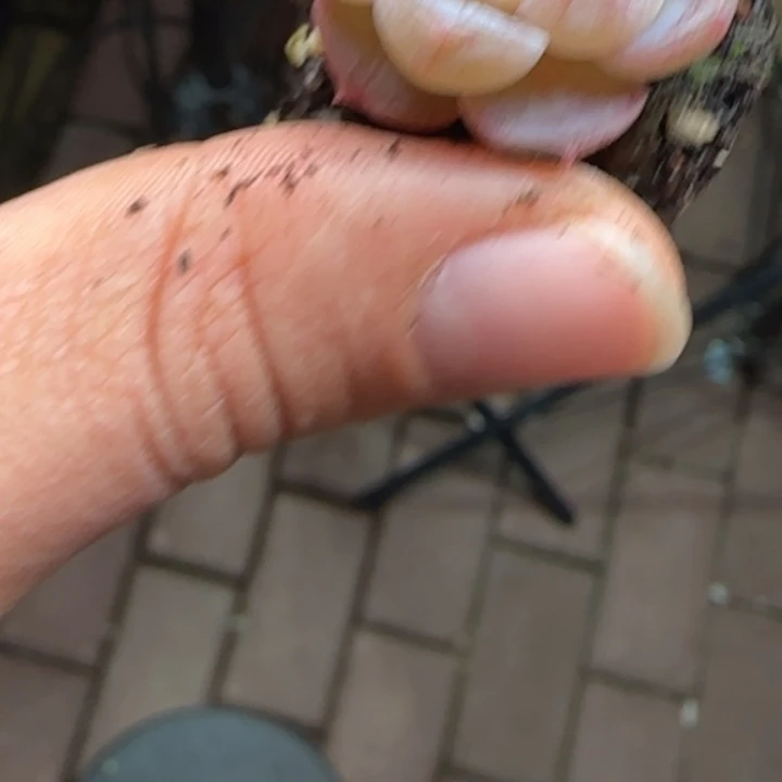 冰糖桃露  加库存