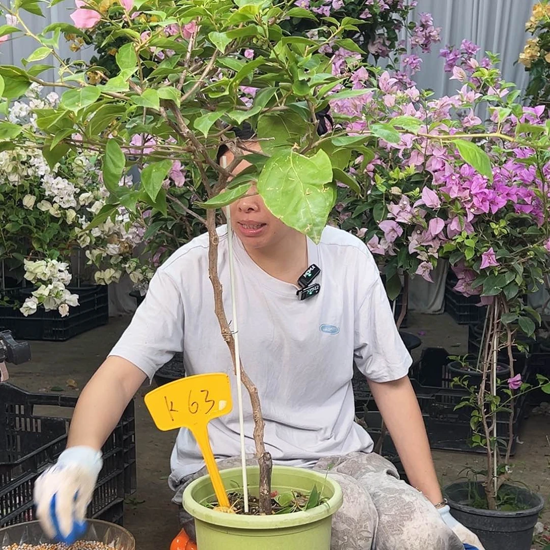 C***妈大部分花苞少量开放K63橙粉