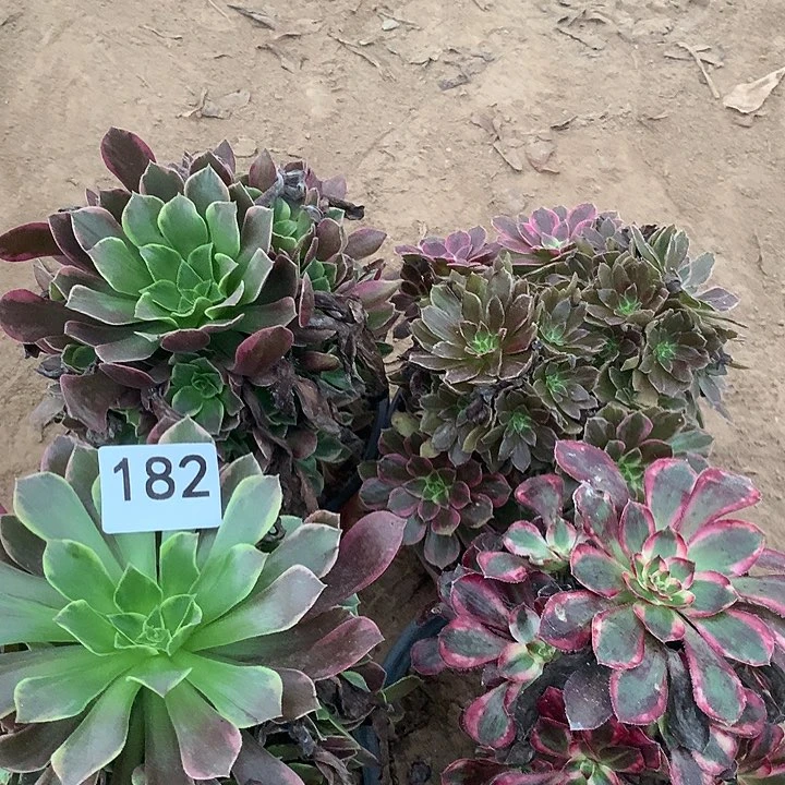 无花朵182四颗多肉植物组合