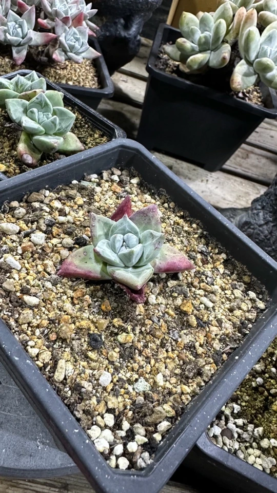 韩货法瑞诺莎苹果叶