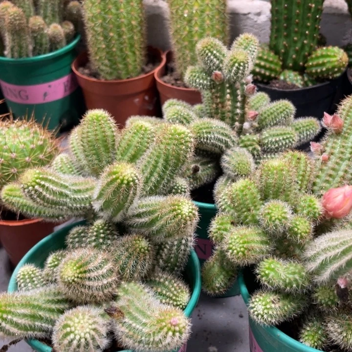 群生多头白檀吕根岛火焰一杯