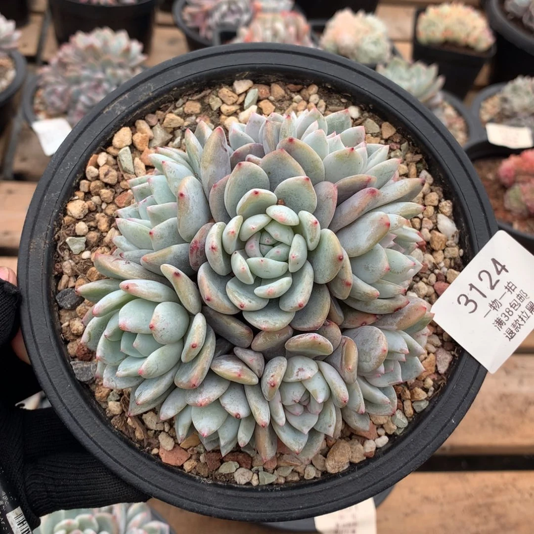 11厘米11头有砍石榴籽3124