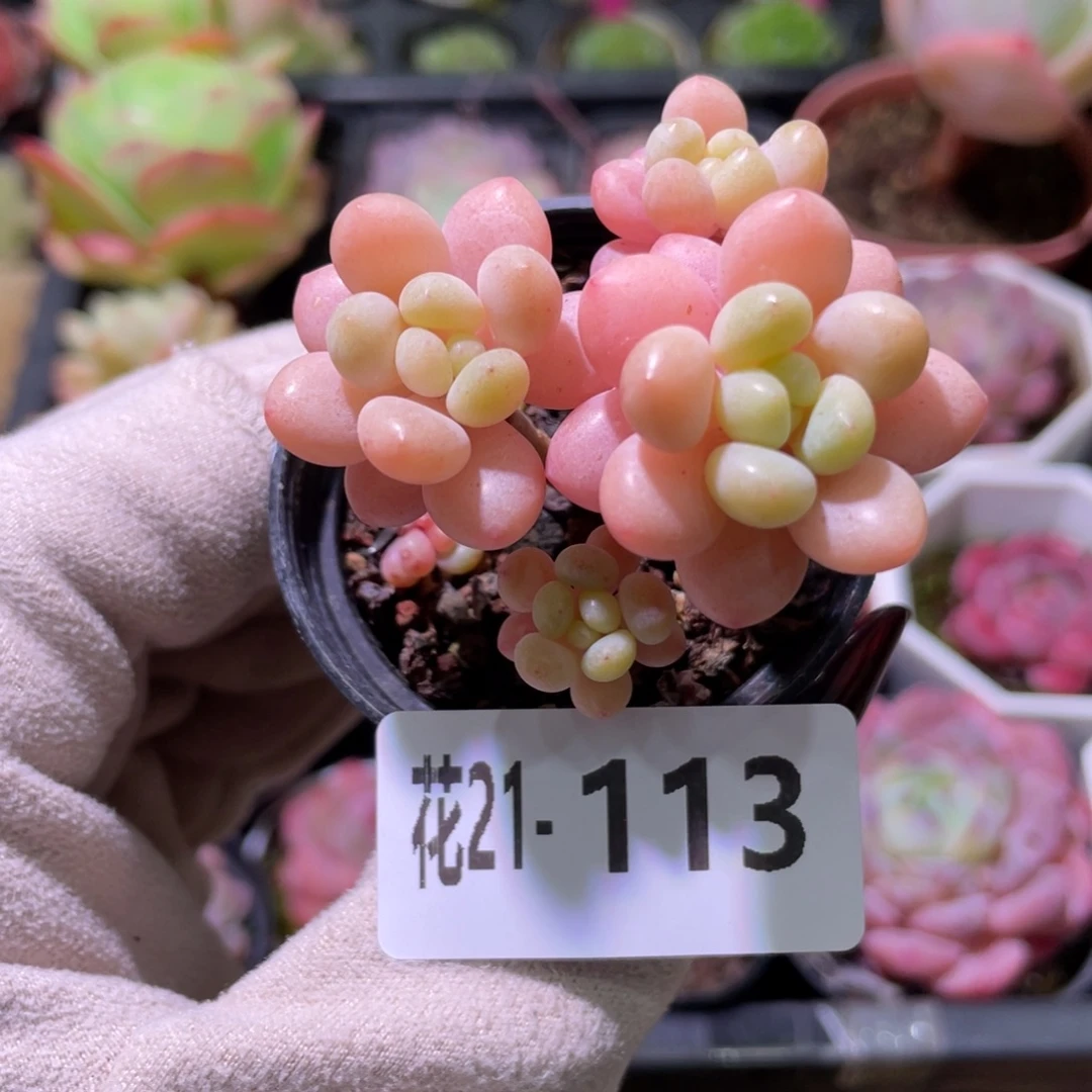 花利美21-113洛可可