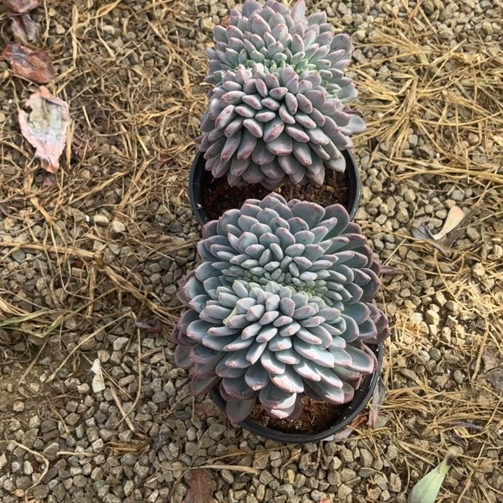 小***格玛瑙高桩叶心缀化，官服13