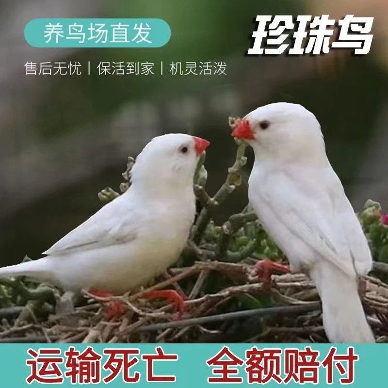 文鸟珍珠鸟芙蓉鹦鹉宠物鸟直播间选鸟链接