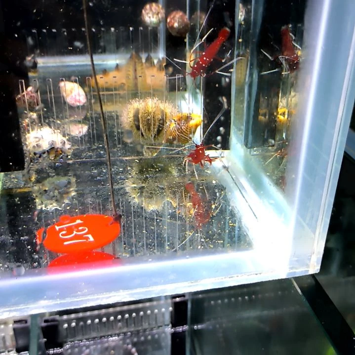 火焰虾2个110一个/121-137