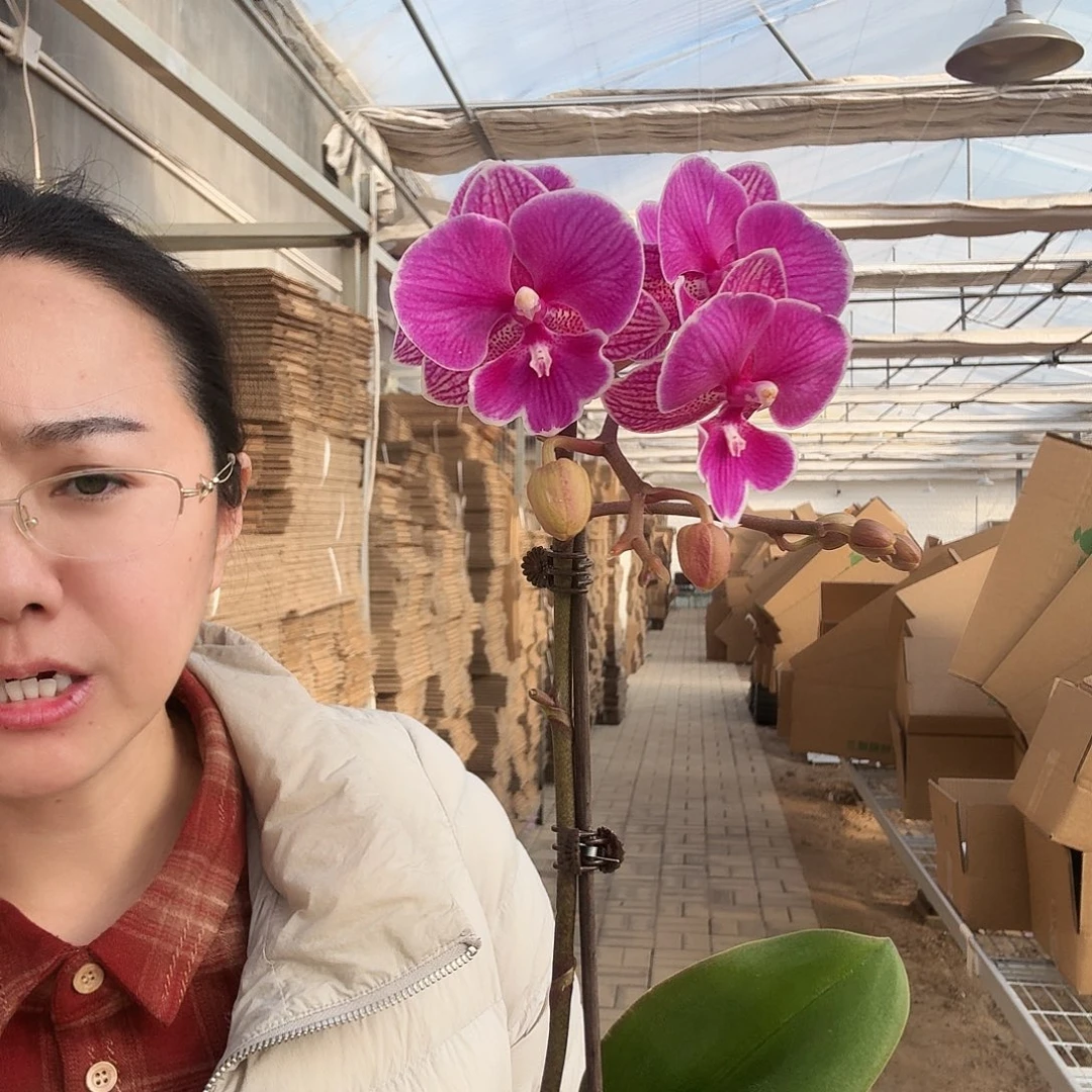 完全开放红豆1颗，