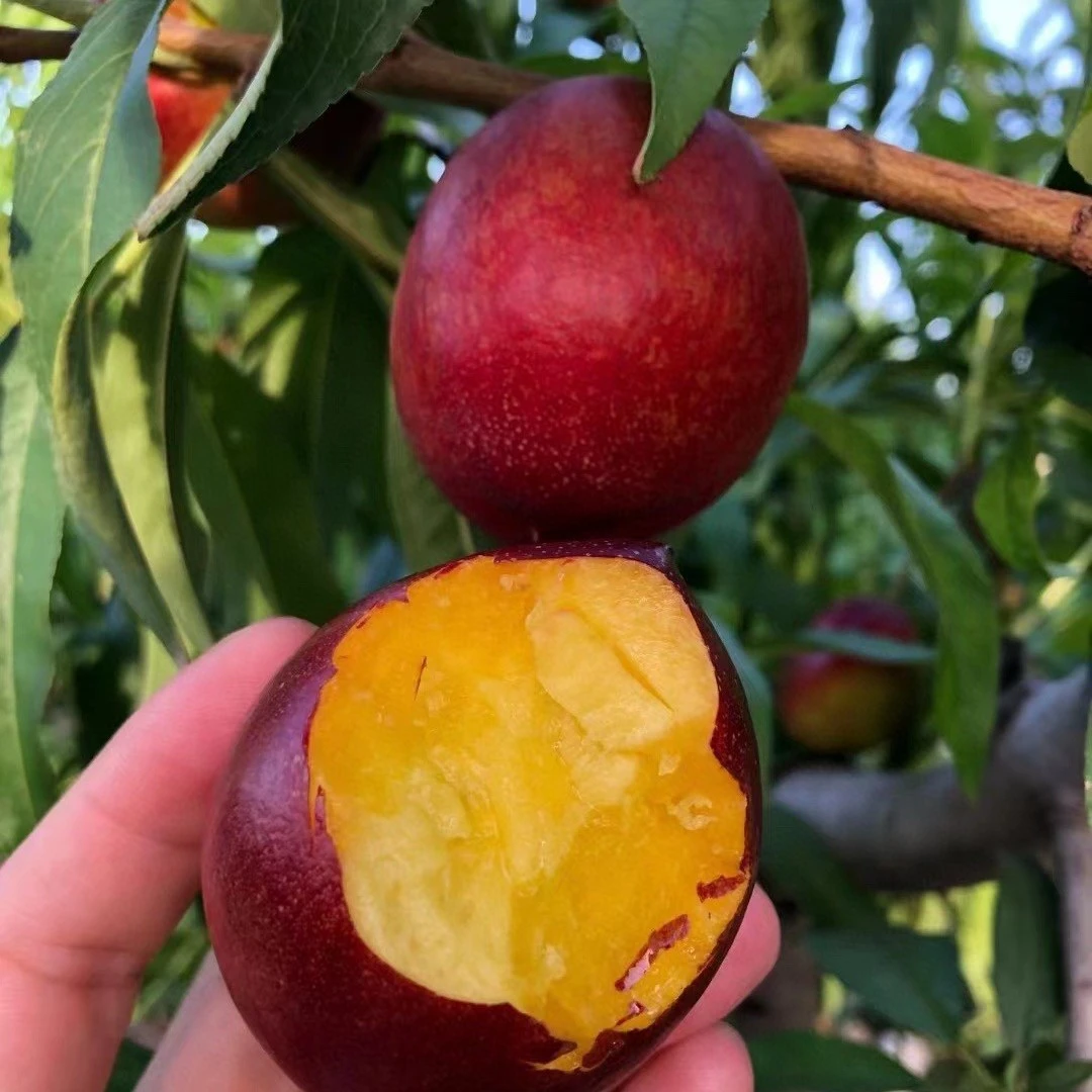 麻点油桃中油6号嘎嘎甜/净果5斤和净果2斤都是满满一大箱(天花板品质全网破价酷酷干)当季新鲜水果桃子河北省