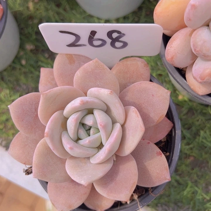 健健康康平平安安