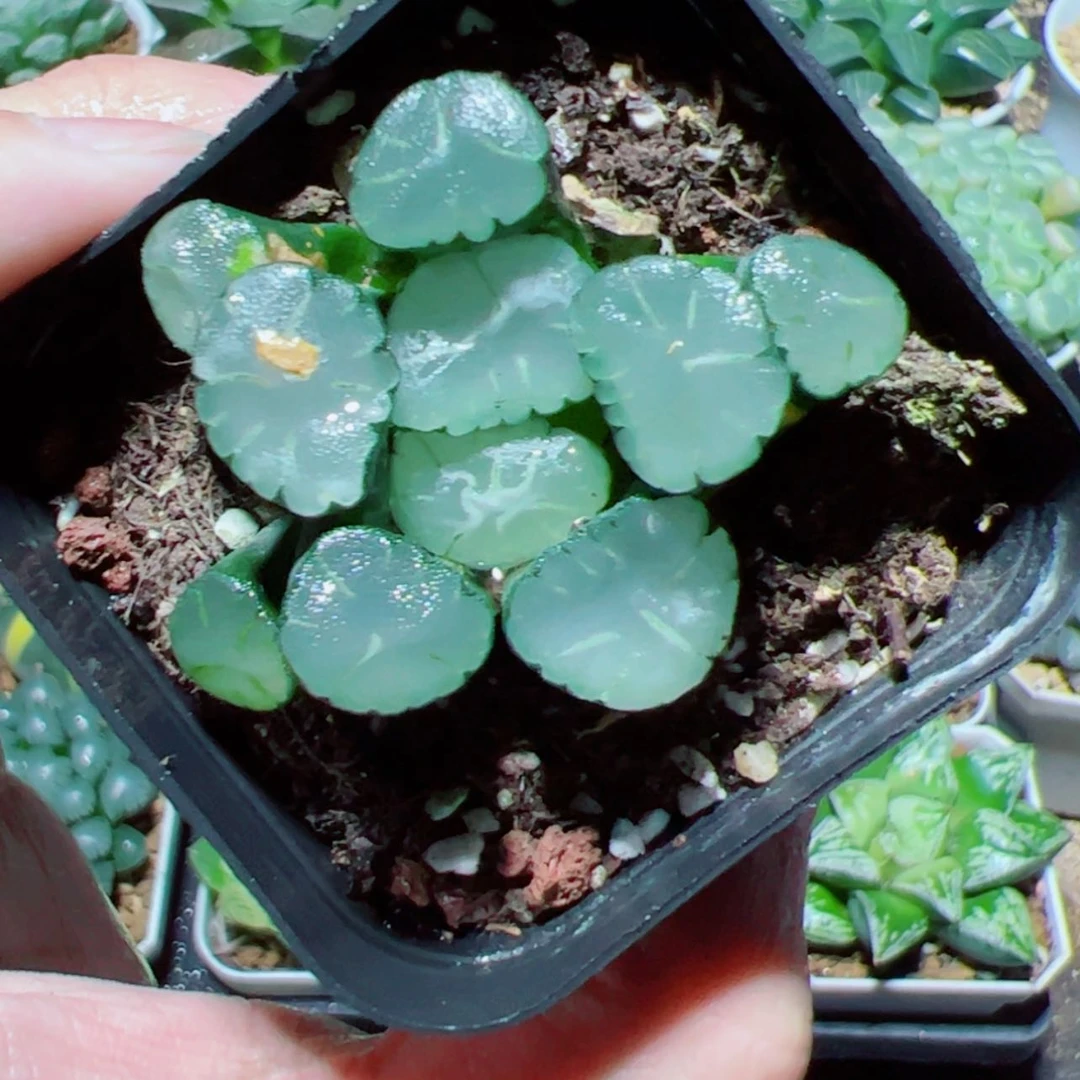 【闪购商品】带伤疤万象