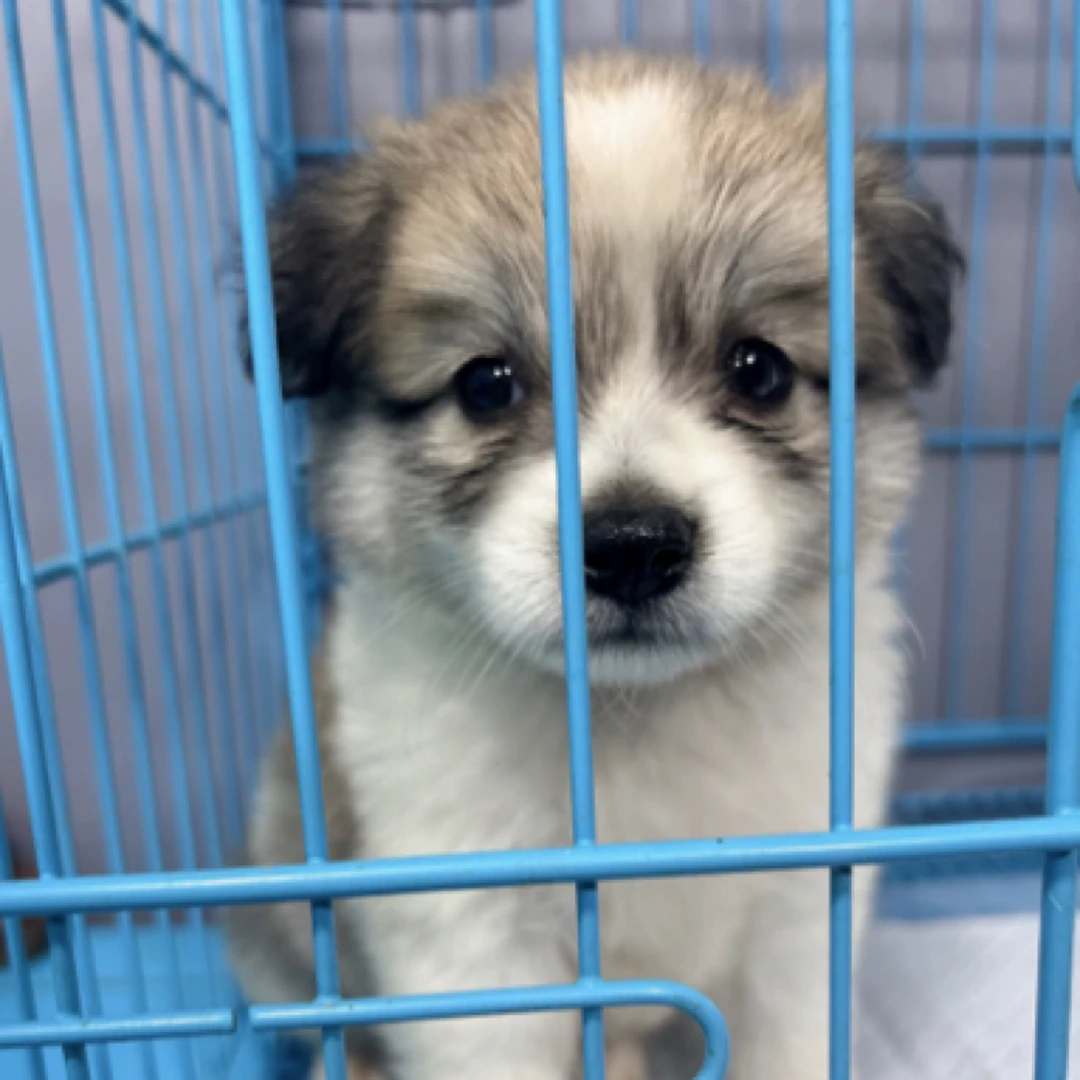 小型犬幼犬蝴蝶犬幼犬不掉毛田园犬一物一拍