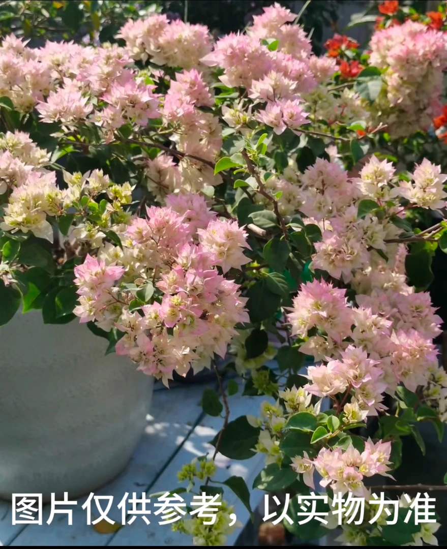 【重瓣怡景】三角梅花卉勤花四季开花基地直发