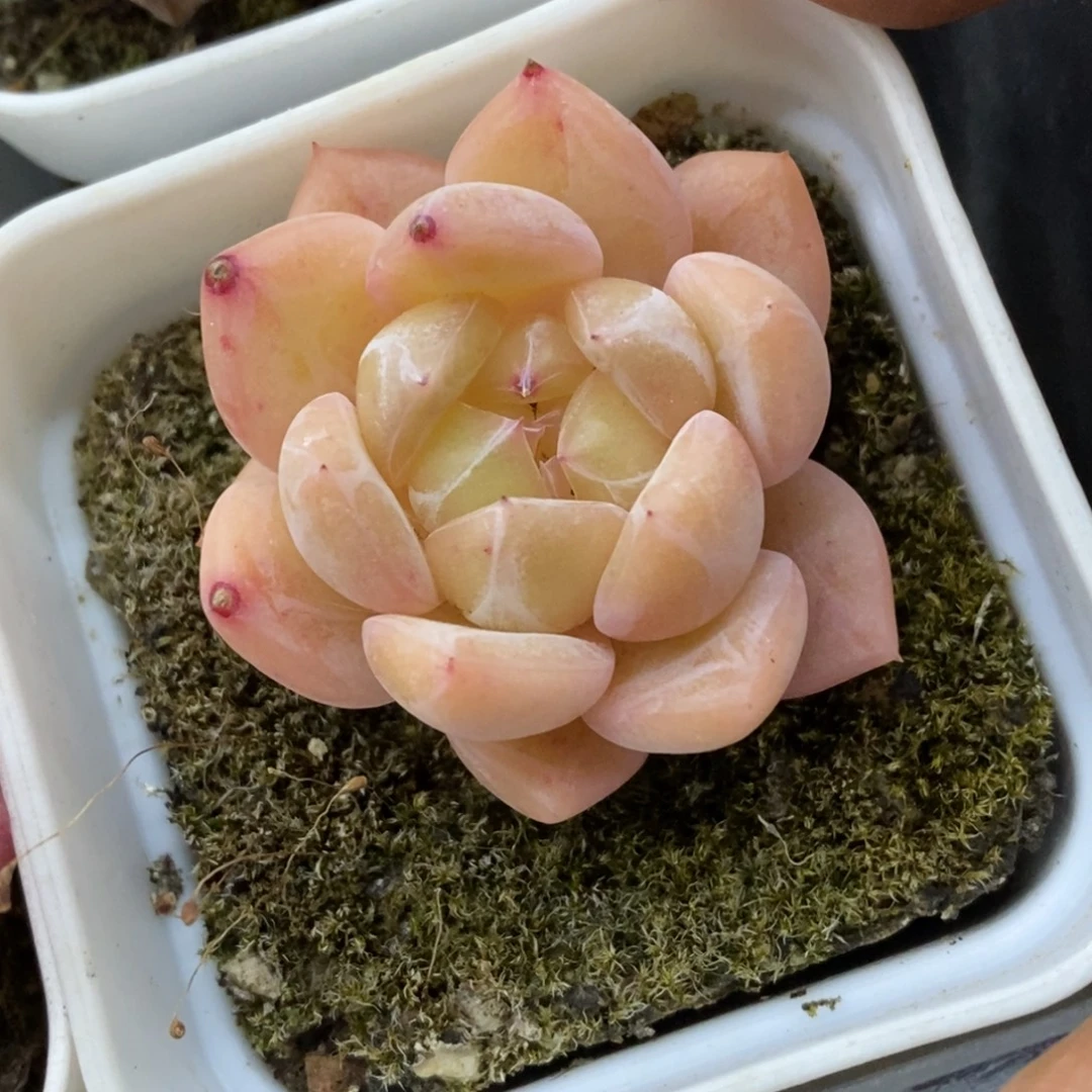 精品多肉一物一拍不包整296