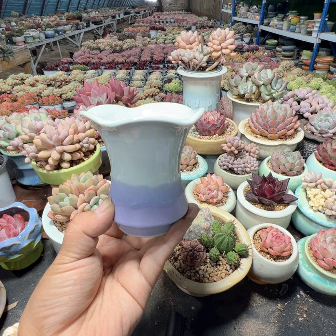 特价花盆满50发货 内口7.5