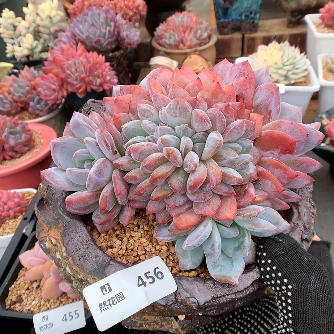 白***琛456粉星影綴化石化多肉植物666