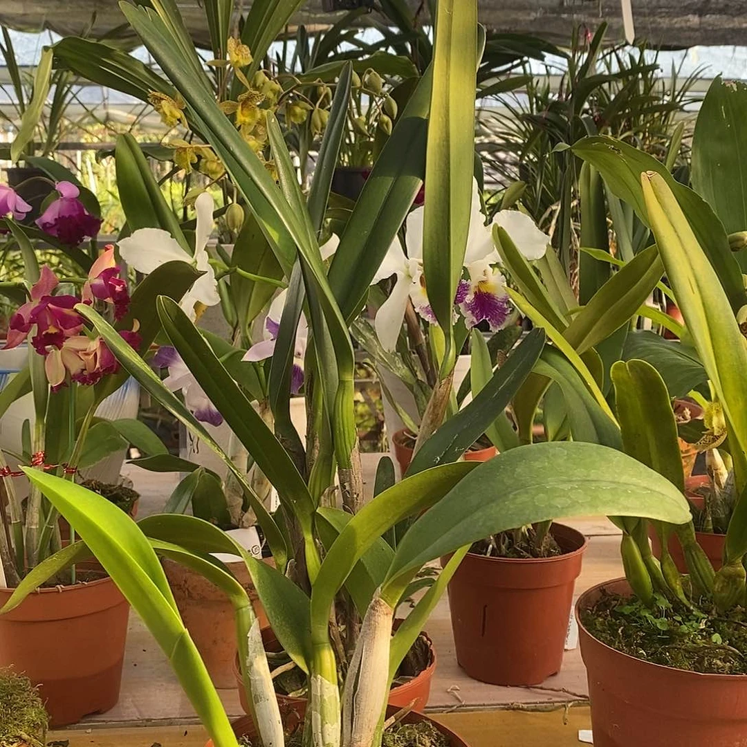 当前无花栽培后可以开花大*瓜白玫瑰