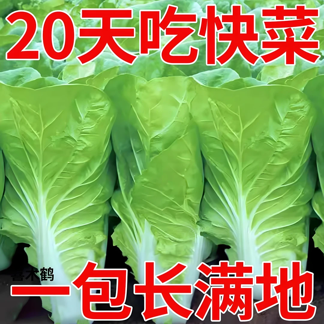 快菜种子奶油小白菜籽四季播20天春夏秋冬季种青农家蔬菜种孑阳台