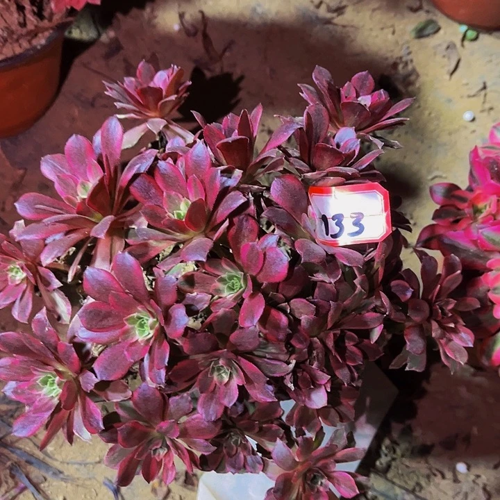 133安娜多肉植物处理不售后