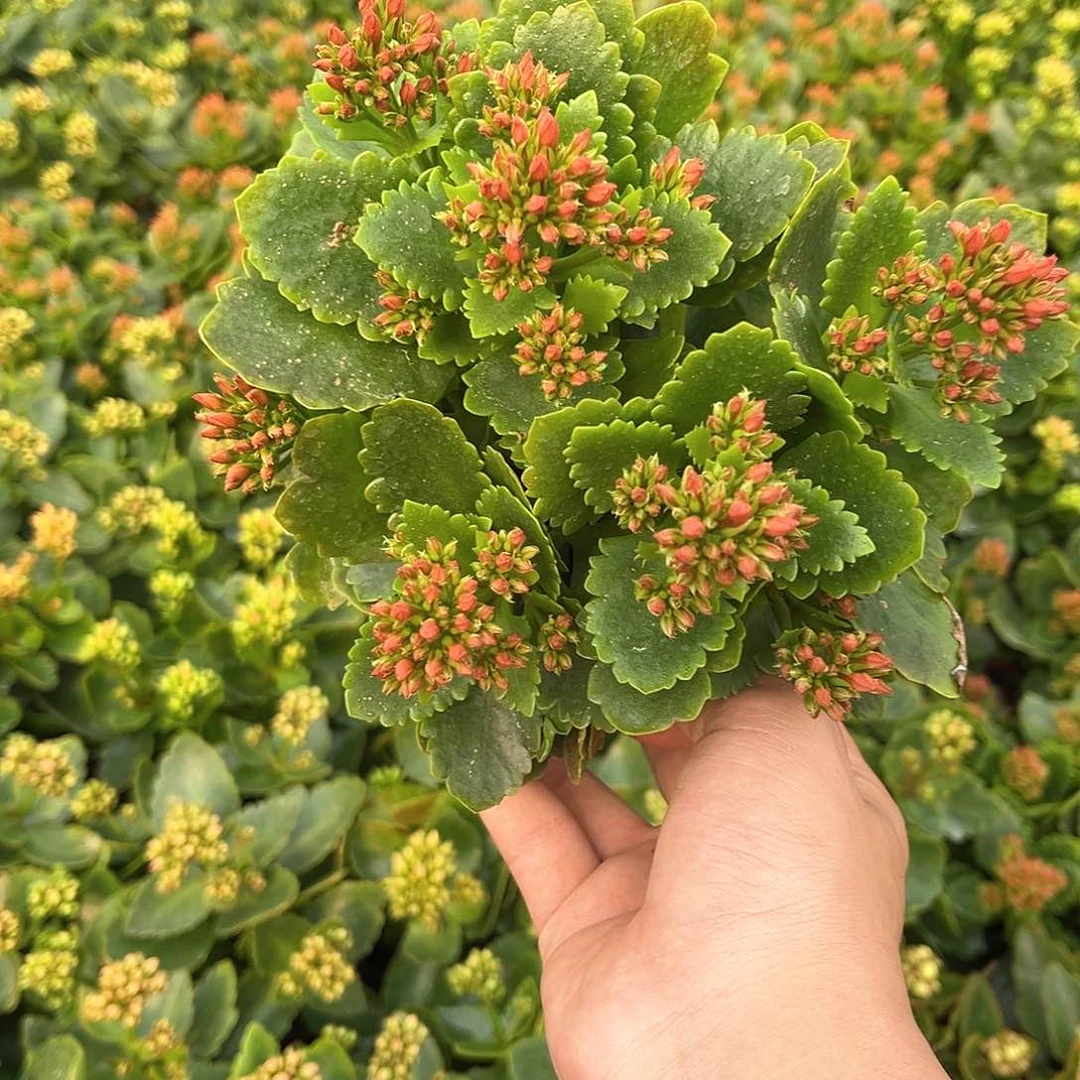 130大盆单瓣红色菲戈