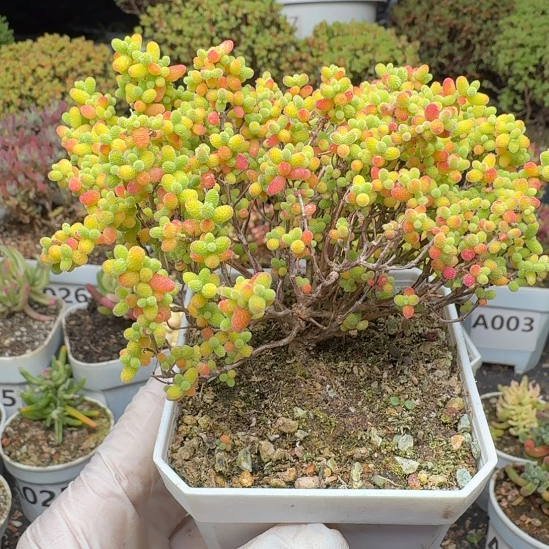 A079精控蜜橘糖球枝干