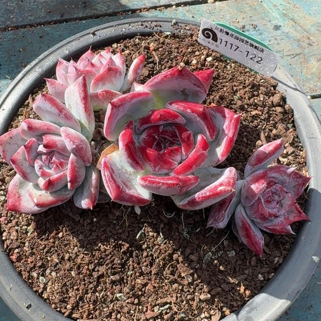 从前慢多肉精选编号1117.122