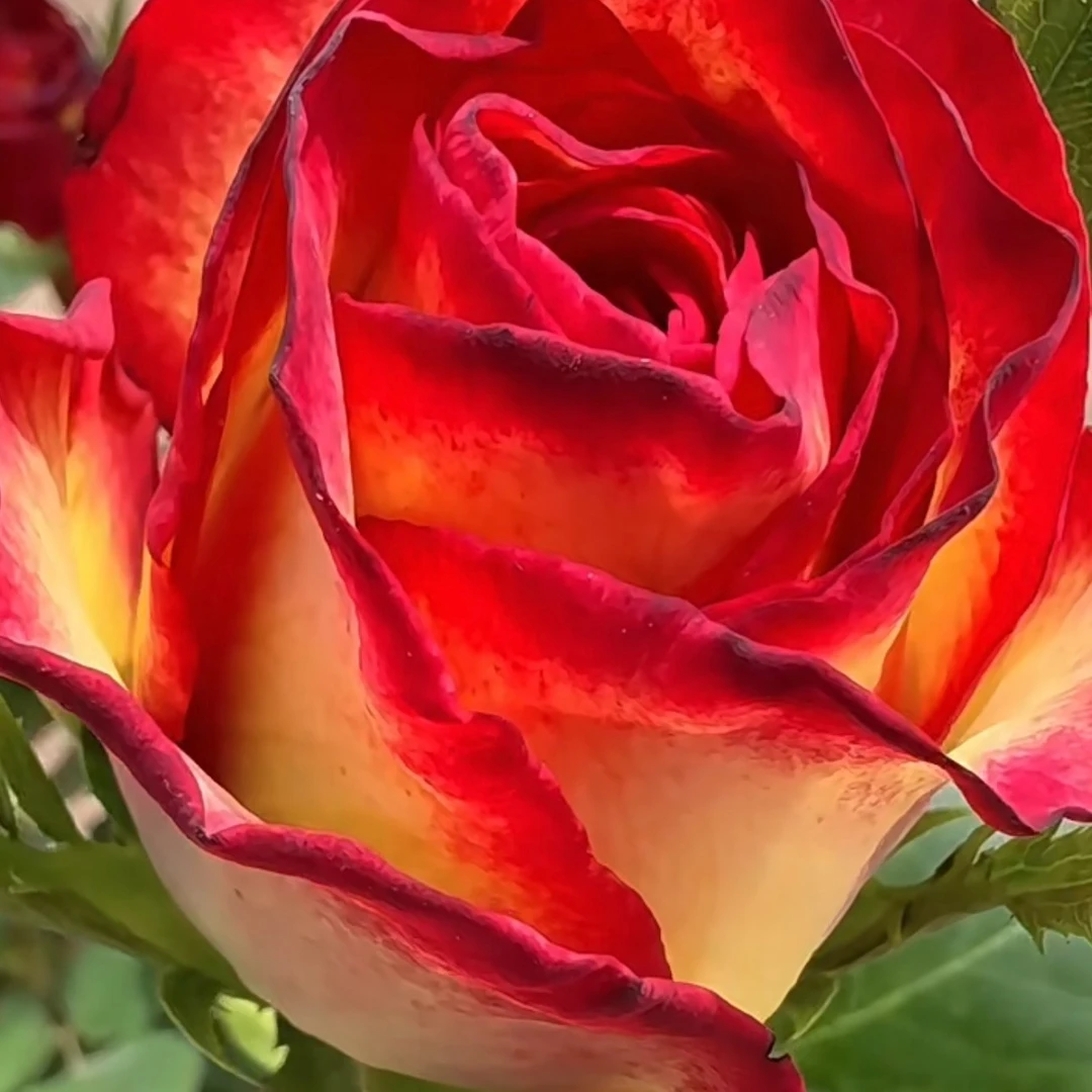 杨杨花卉切花玫瑰  老虎 四季大花阳台庭院花园花卉植物