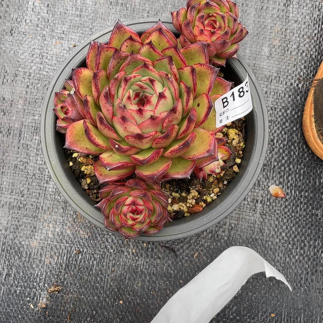 若如东云单拍B183