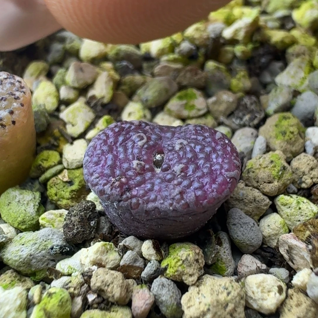 64号单头泡泡勋章一物一拍