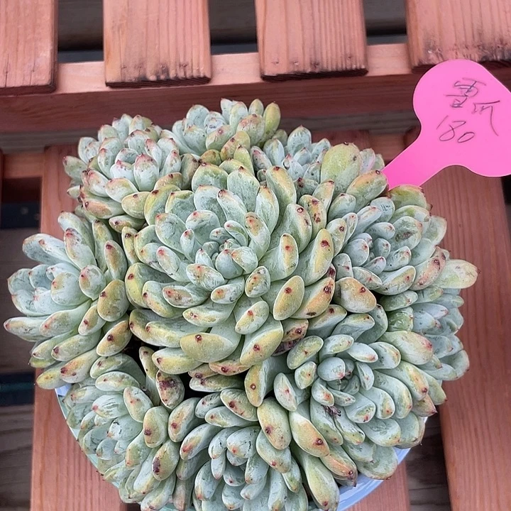 雪爪多肉植物群生