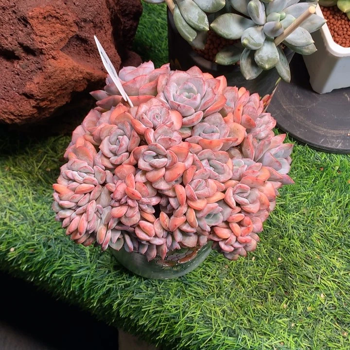 提拉米苏朵缀好看发货