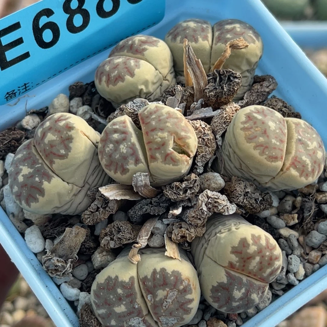 6885七头丽虹群一颗