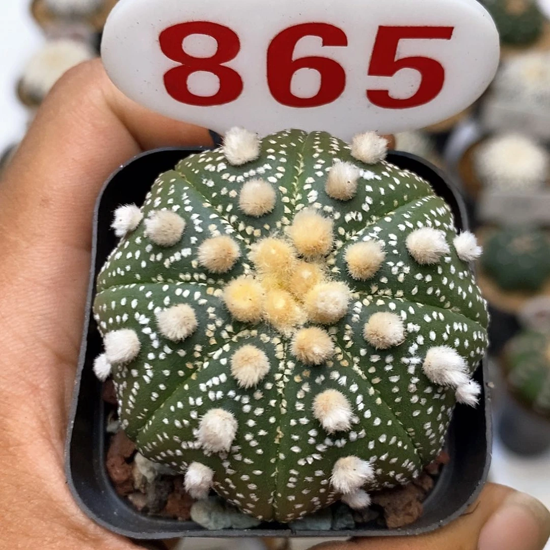 865福利特价咯福利了