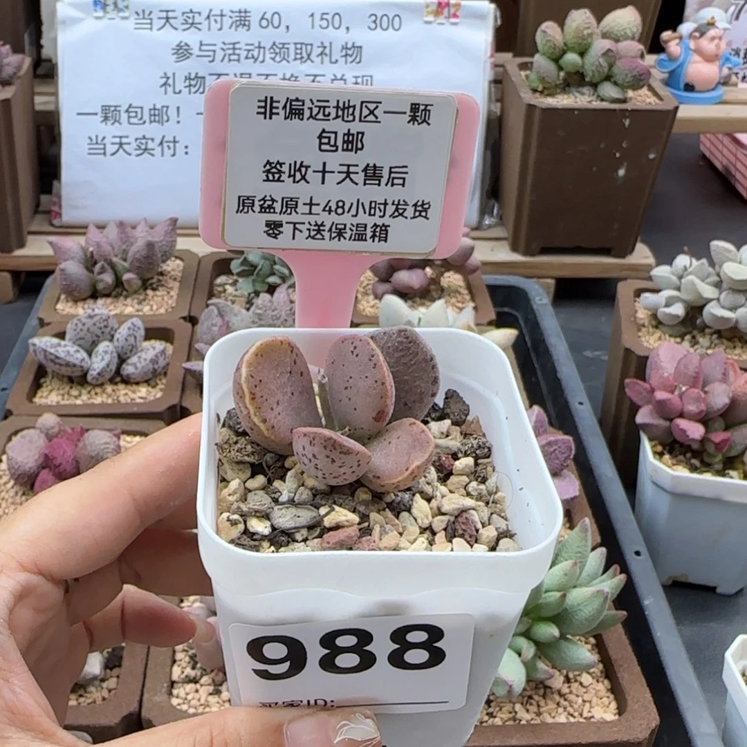 988银波粉蛋多肉植物