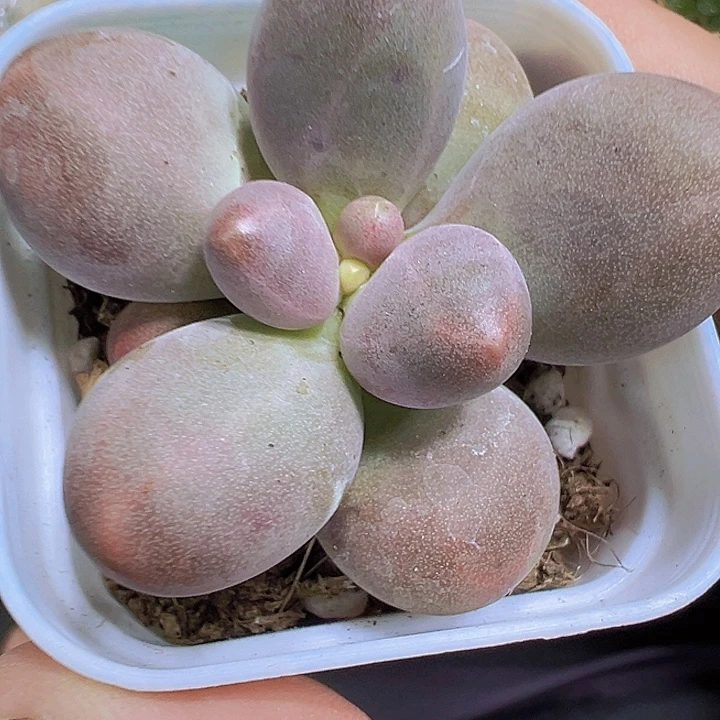 手指美人19包邮多肉