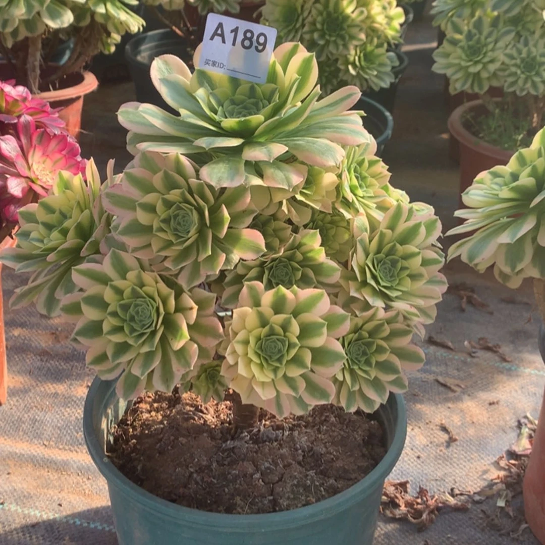 【闪购商品】189金丝翡翠