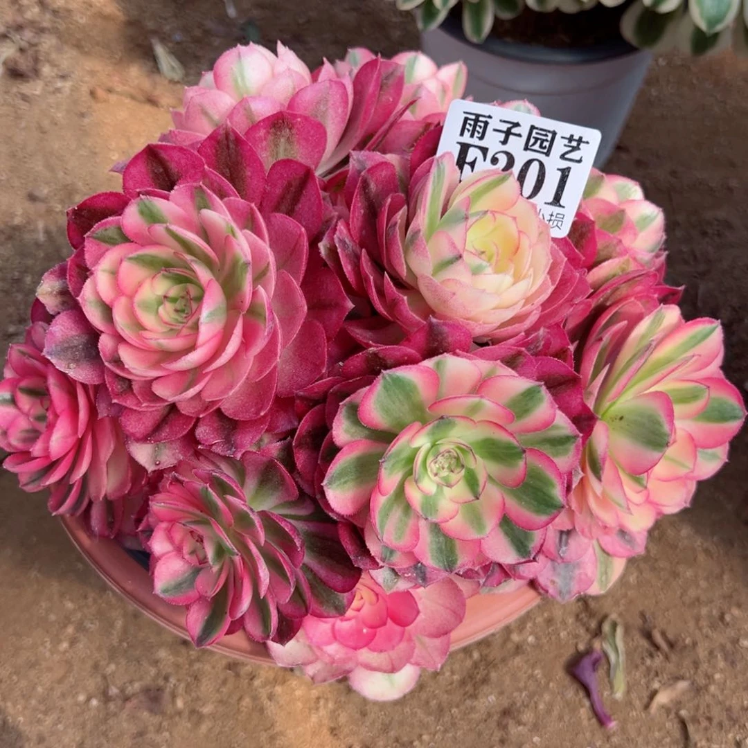 201倾城尺寸20左右