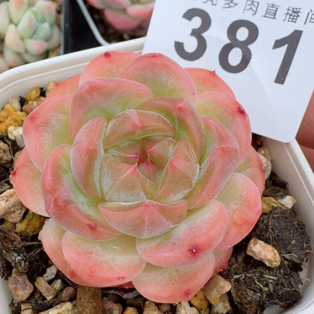 粉体珍妮            精美多肉植物