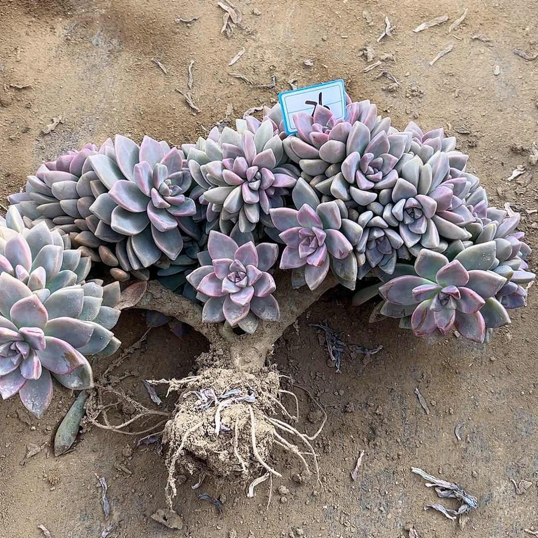 26号淡雪缀化一物一拍