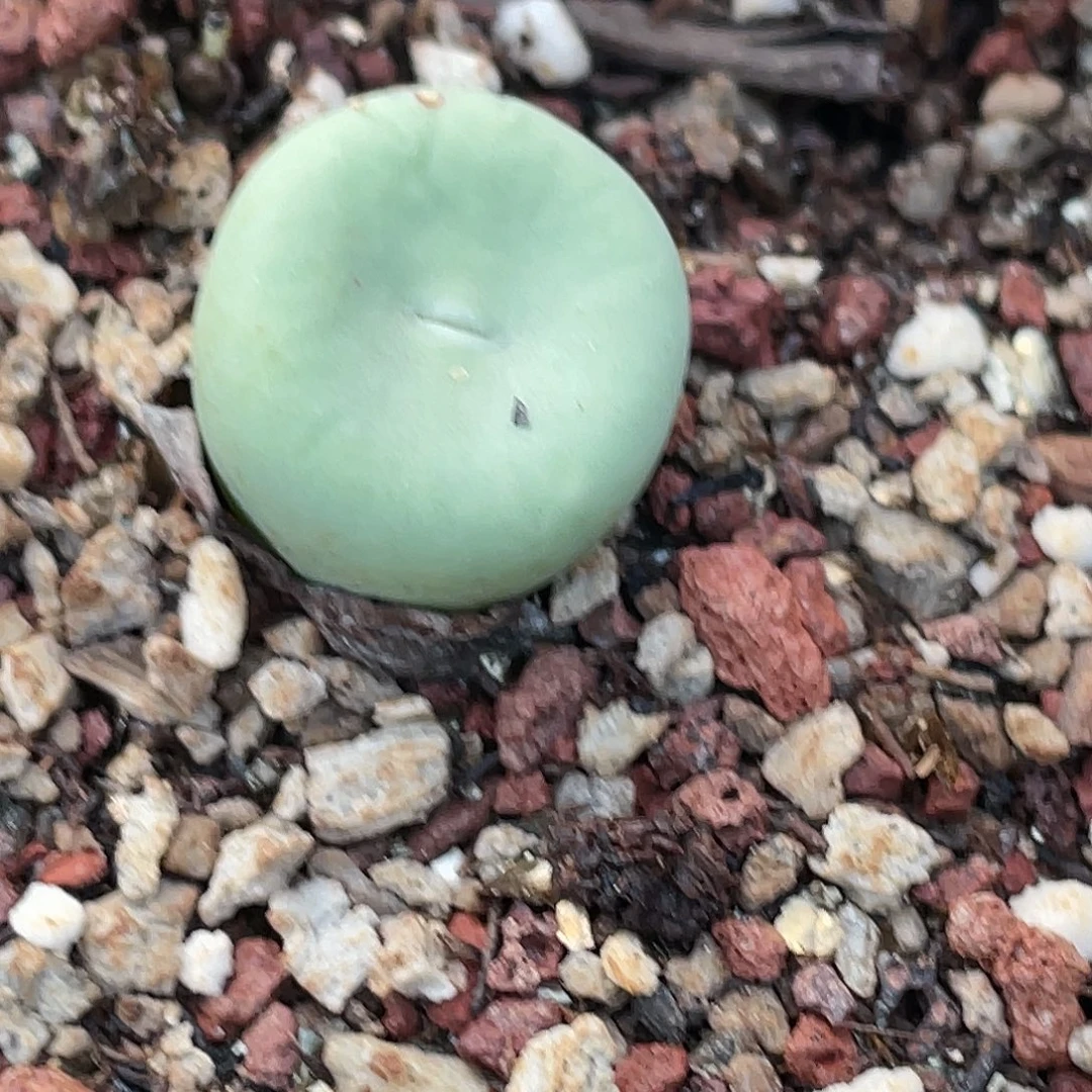 18-162嘴多肉植物肉锥