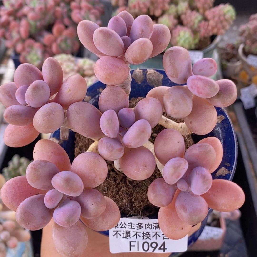 糖果桃蛋老桩11cm1094多肉植物