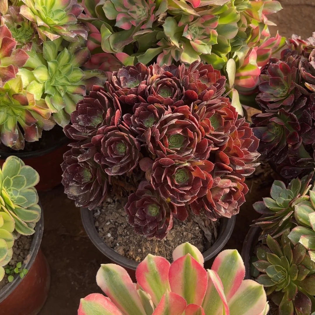 红玫瑰绣球9.9法师木质